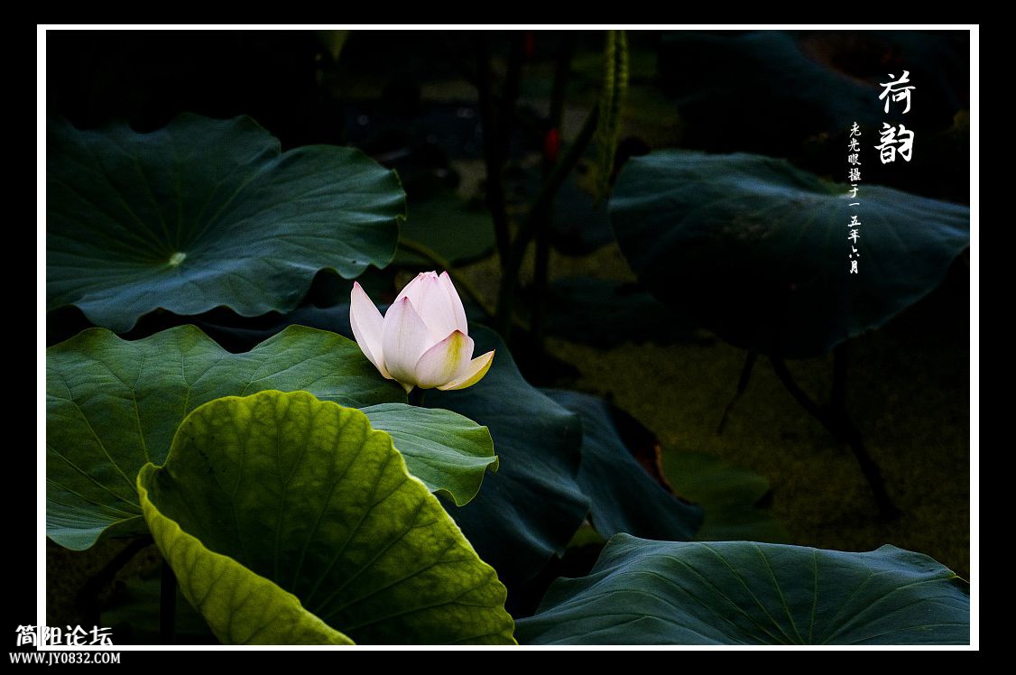 DSC_1001.jpg