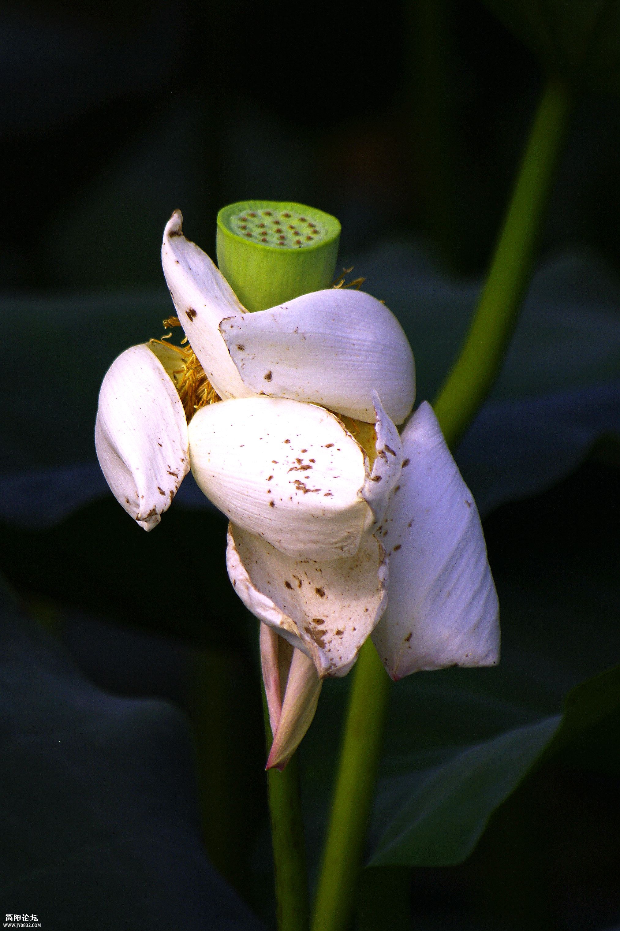 _IGP8216.JPG