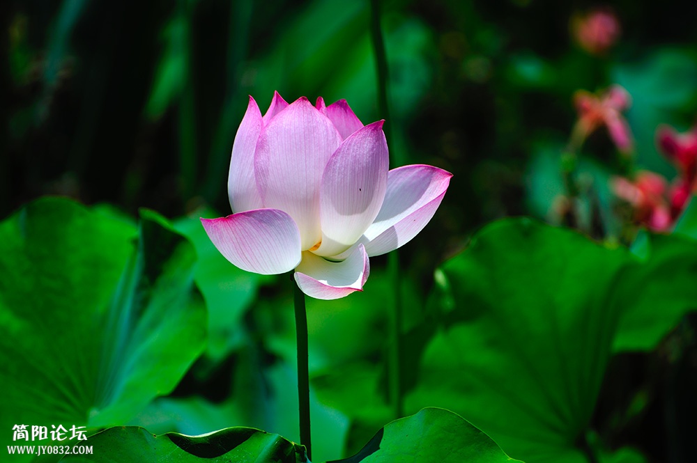 DSC_6087.jpg