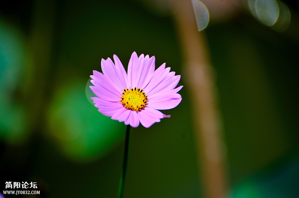 DSC_6081.jpg