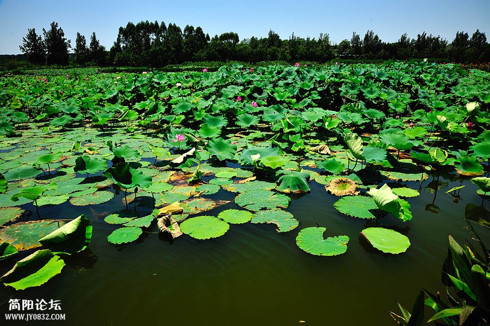 DSC_6110.jpg