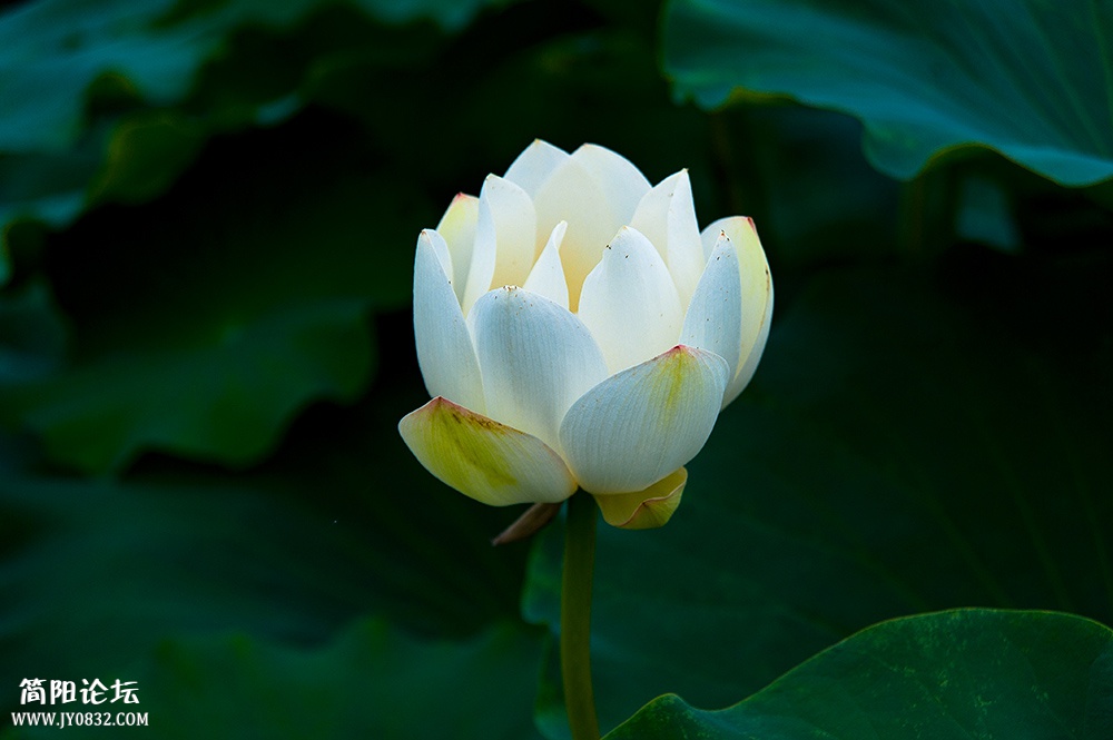 DSC_6440-1.jpg