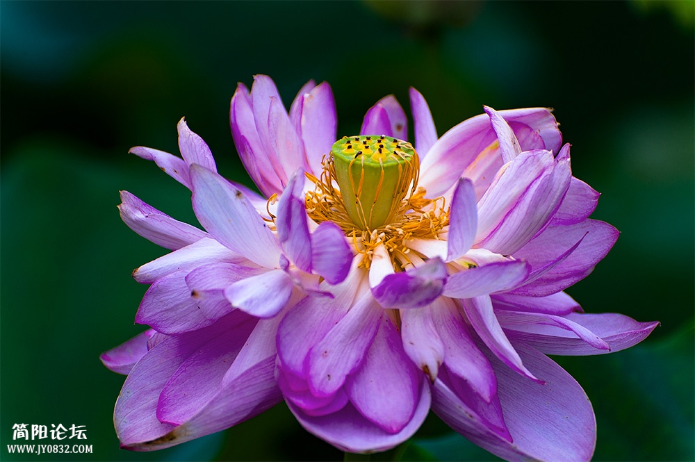 DSC_6463-1.jpg
