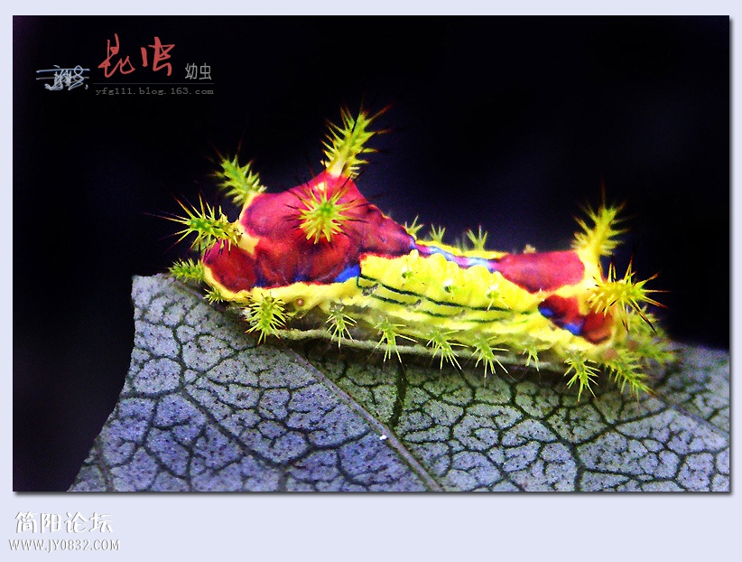 昆虫——10.jpg