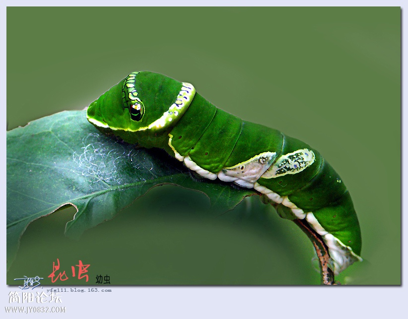 昆虫——14.jpg