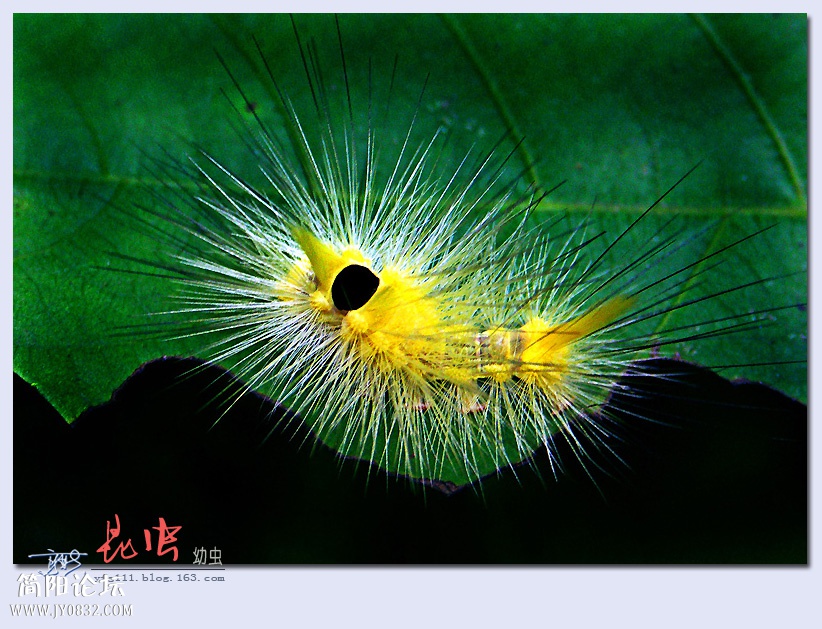 昆虫——17.jpg