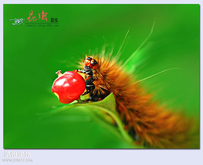 昆虫——22.jpg