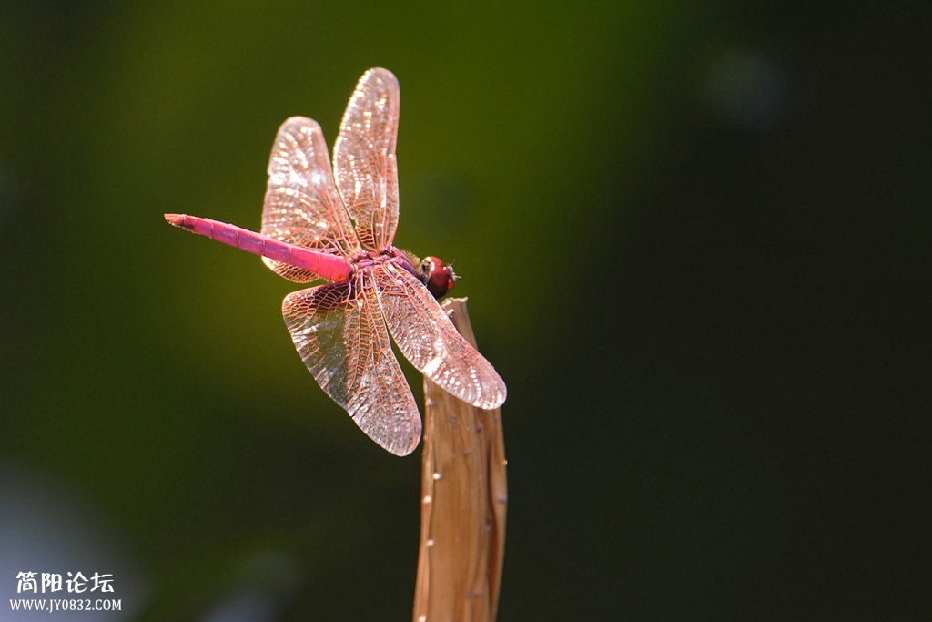 蜻蜓 (8).jpg