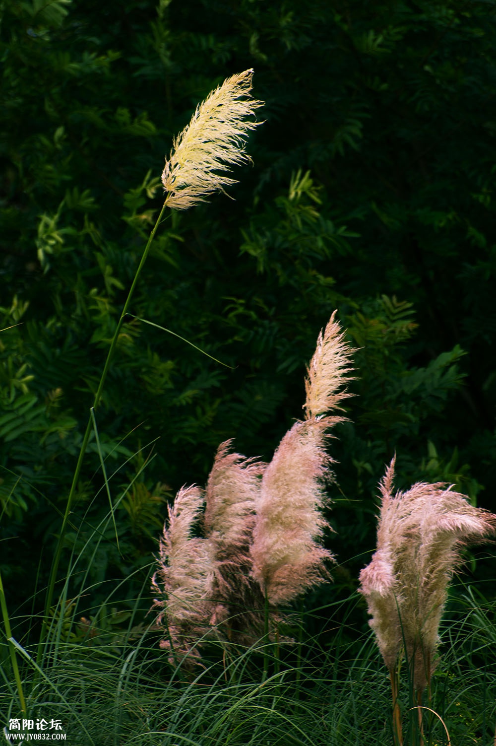 DSC_7424.jpg