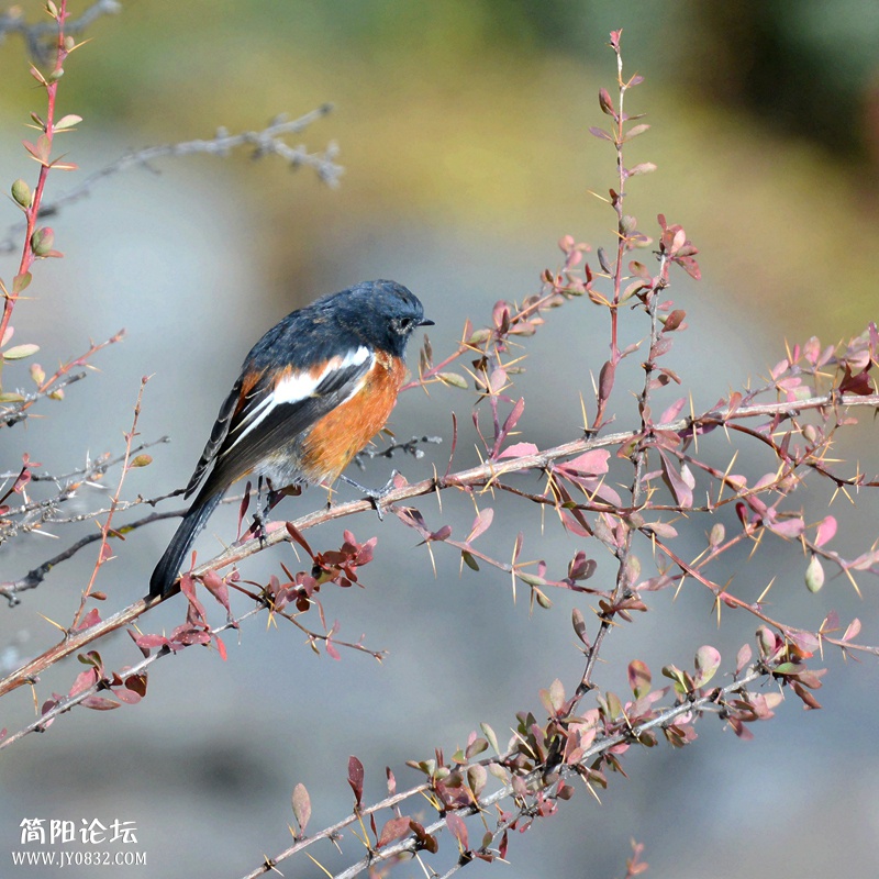 《发》白喉红尾鸲 (7).jpg