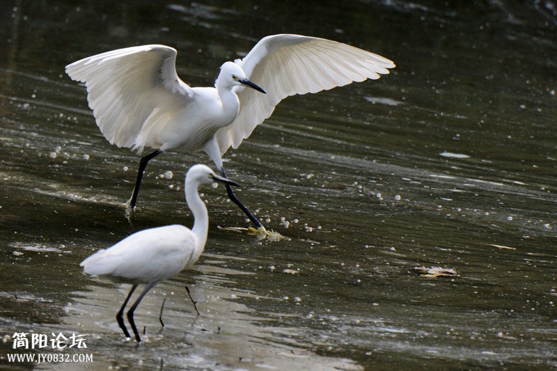 DSC_8578_副本_副本_副本 DSC_8578_副本_副本_副本1.jpg