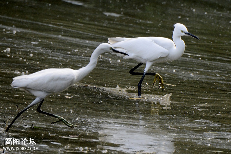 DSC_8579_副本_副本_副本_副本 DSC_8579_副本_副本_副本_副本2.jpg