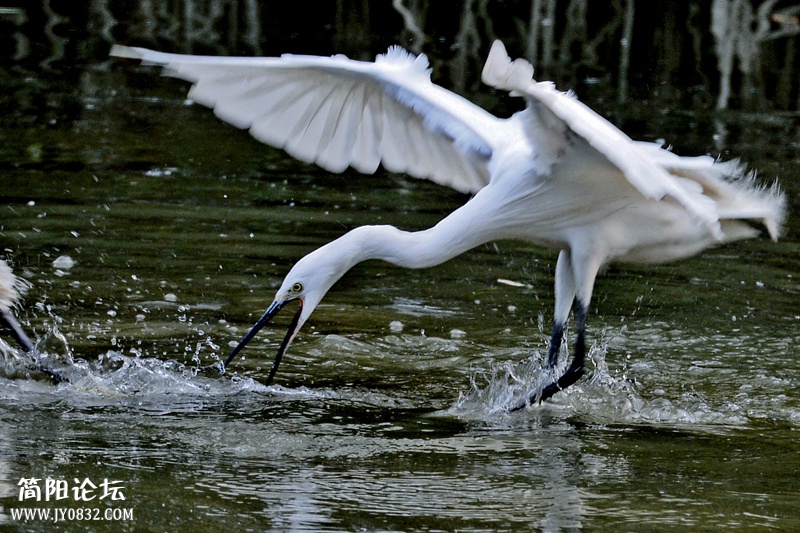 DSC_8838_副本副本_副本 DSC_8838_副本副本_副本6.jpg