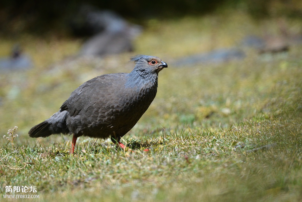 DSC_6942_副本 DSC_6942_副本1.jpg