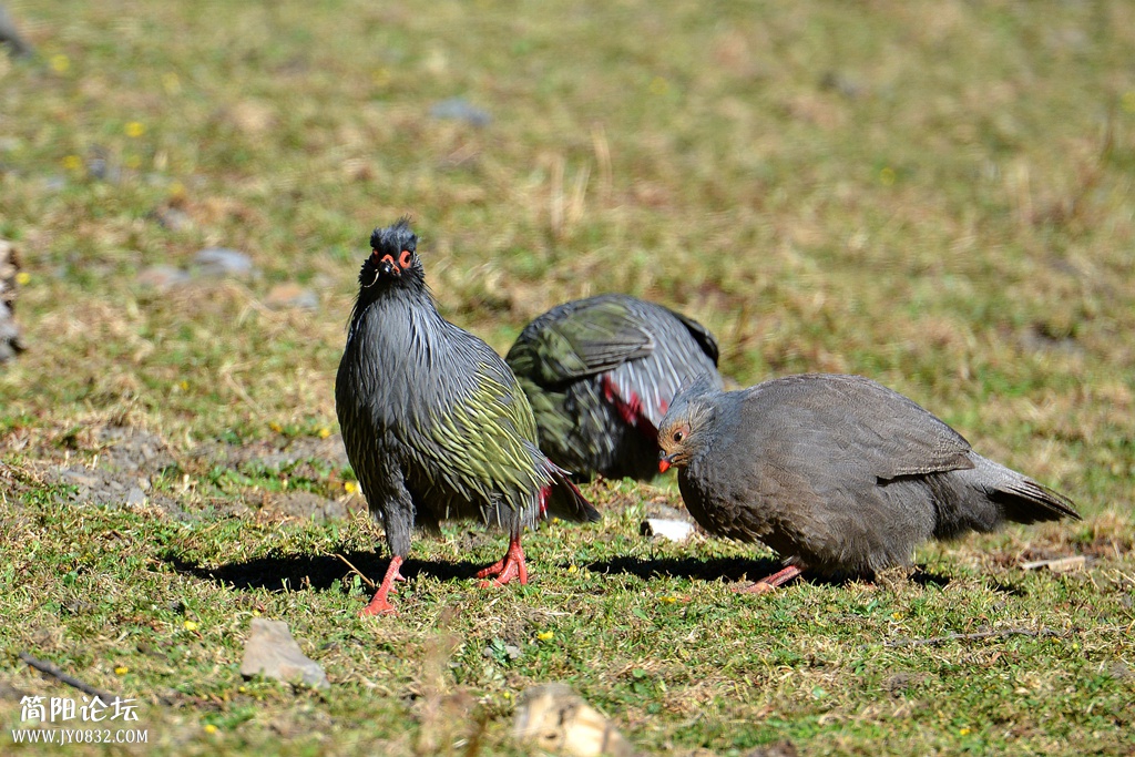 DSC_7240_副本 DSC_7240_副本6.jpg