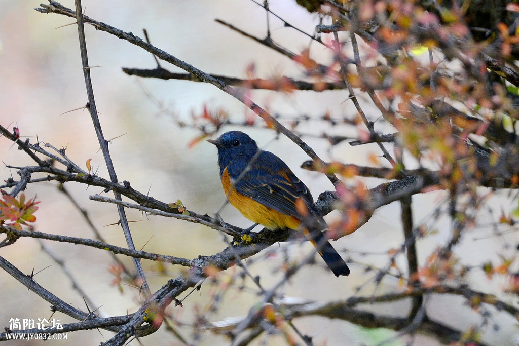 DSC_6987_副本 DSC_6987_副本1.jpg