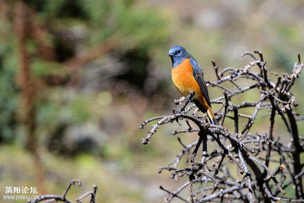 DSC_7370_副本 DSC_7370_副本4.jpg
