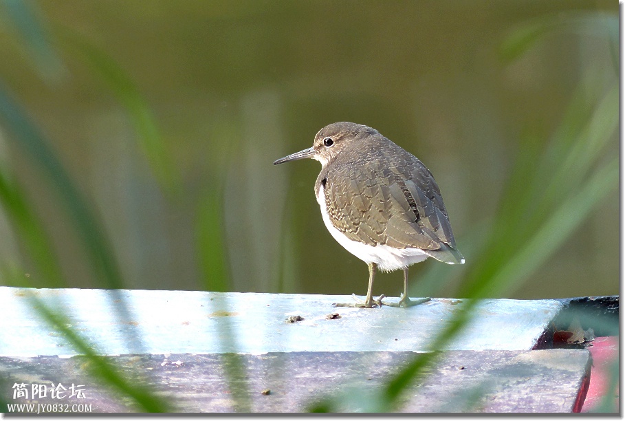 P1750253_副本.jpg