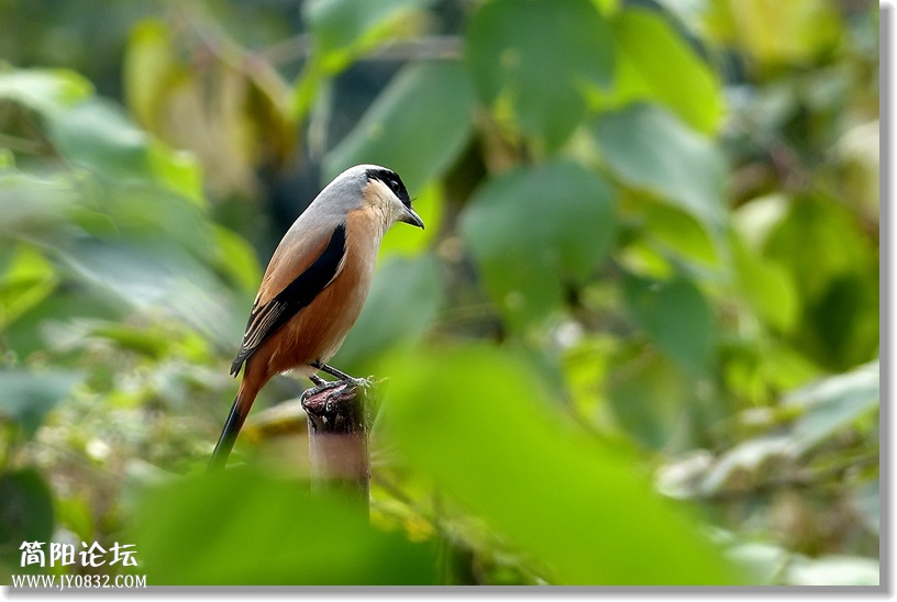 P1750028_副本1.jpg