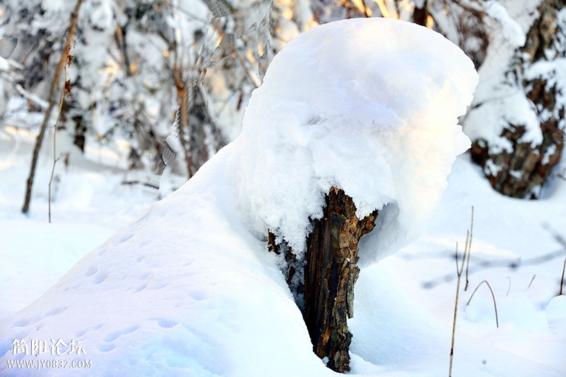 DSC_0444 01.jpg