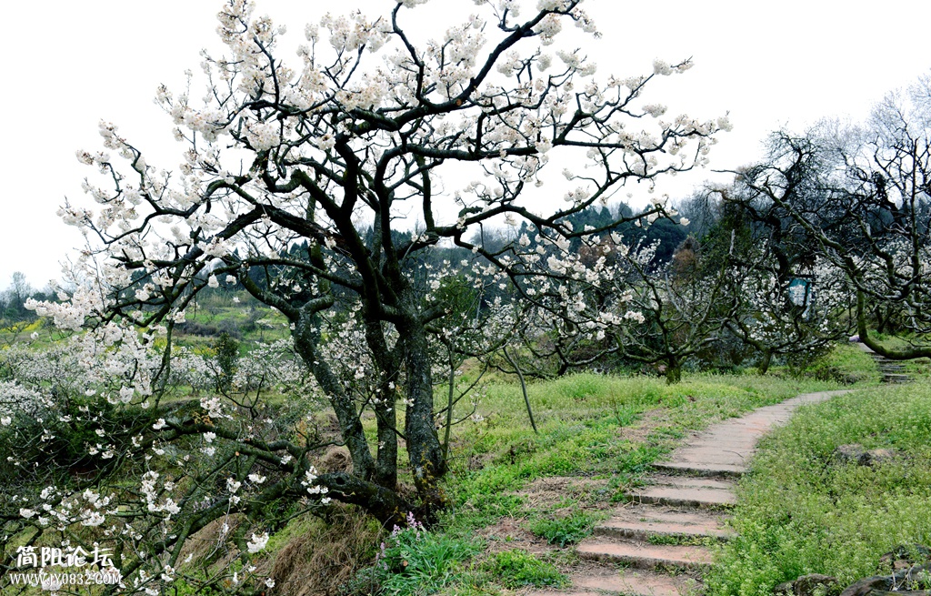 大山村樱桃花开 (5).jpg