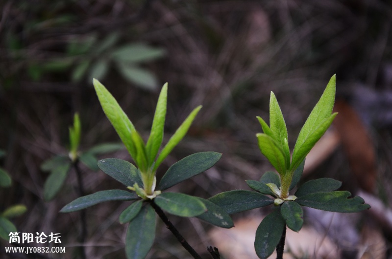 DSD_0848.jpg
