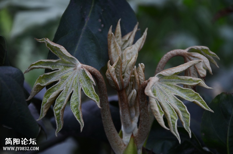 DSD_0859.JPG