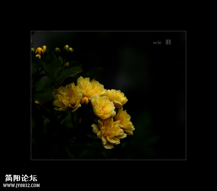DSC03135--0.jpg