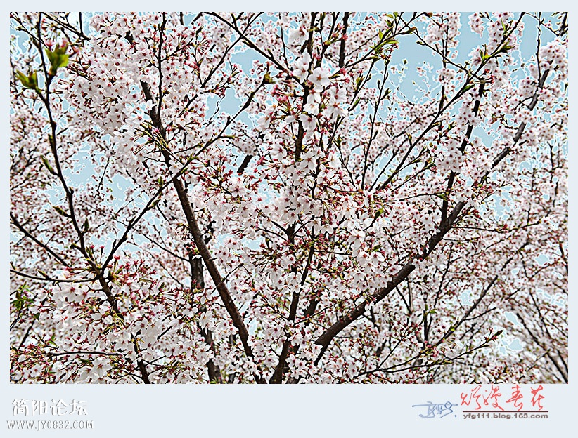 迎春——11.jpg