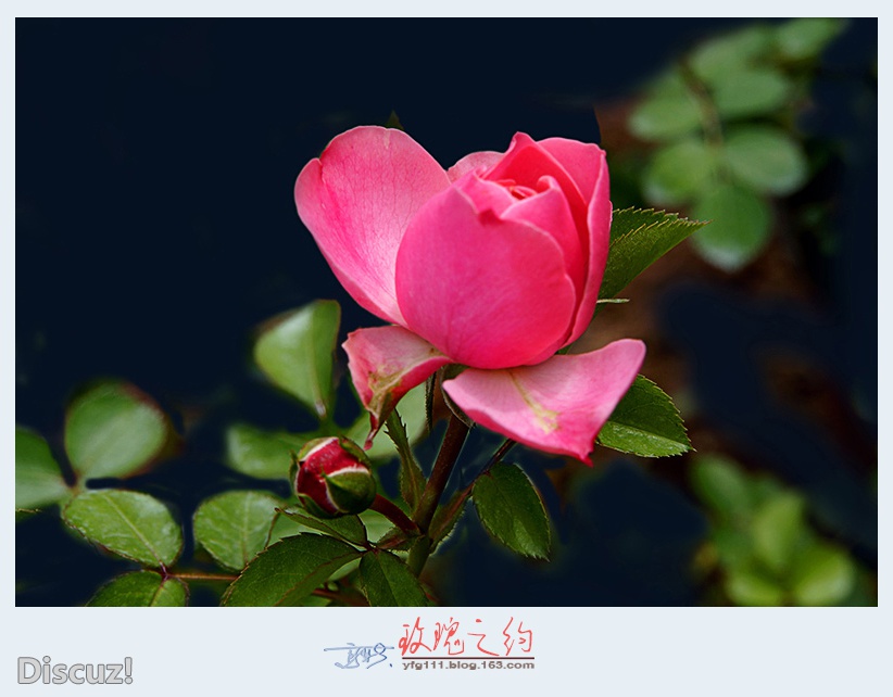玫瑰之约——06.jpg