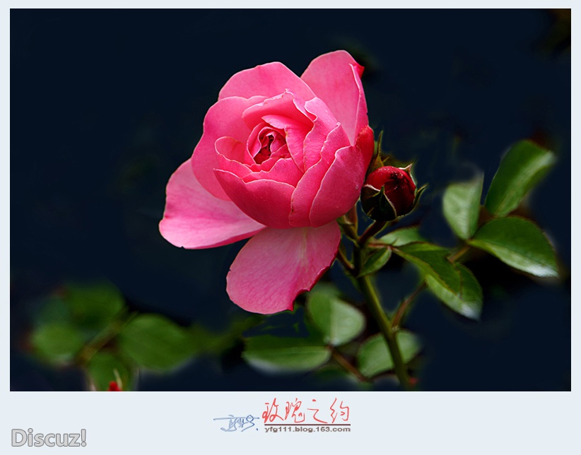 玫瑰之约——07.jpg
