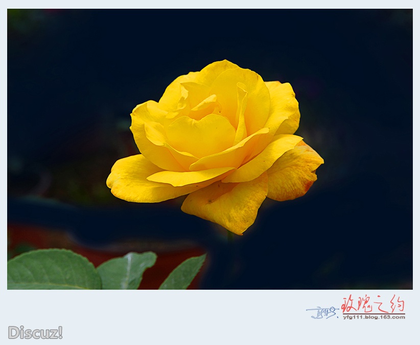 玫瑰之约——12.jpg