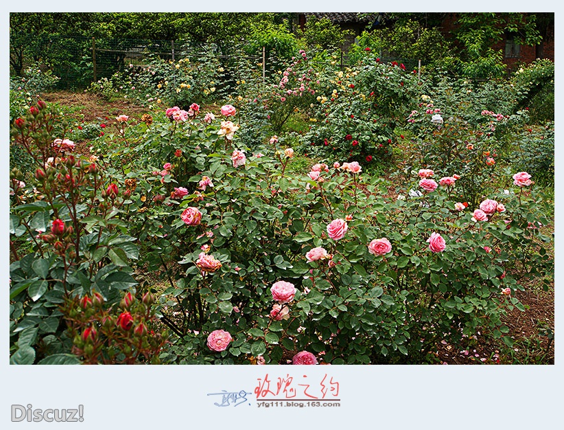 玫瑰之约——15.jpg