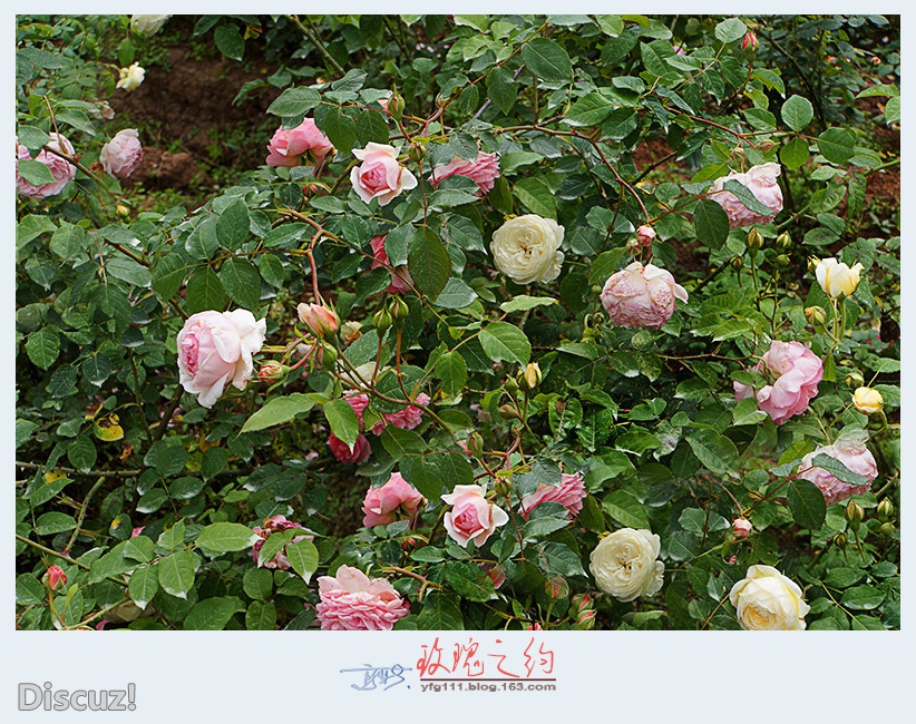 玫瑰之约——16.jpg