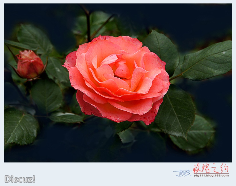 玫瑰之约——21.jpg