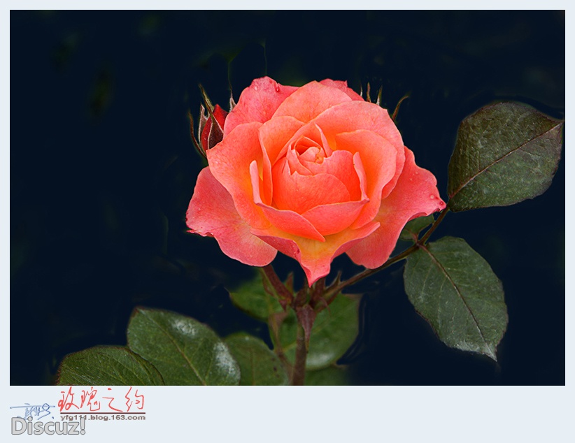 玫瑰之约——22.jpg