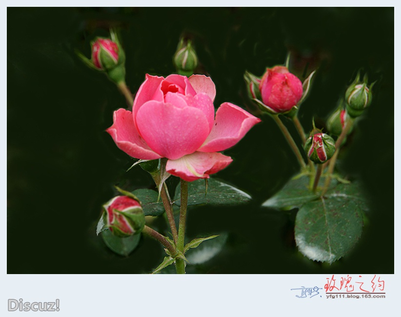 玫瑰之约——23.jpg