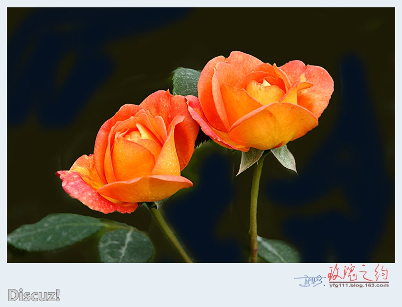 玫瑰之约——24.jpg