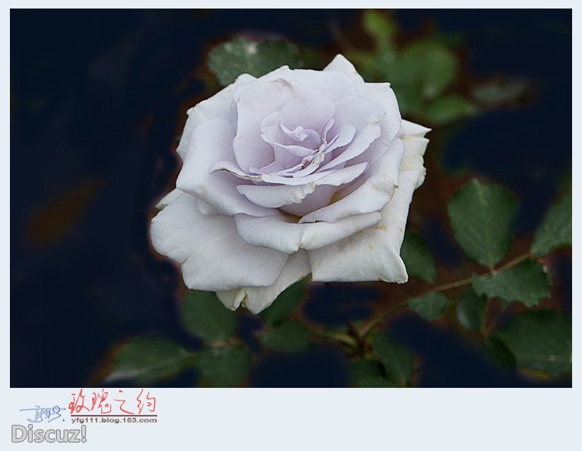 玫瑰之约——27.jpg