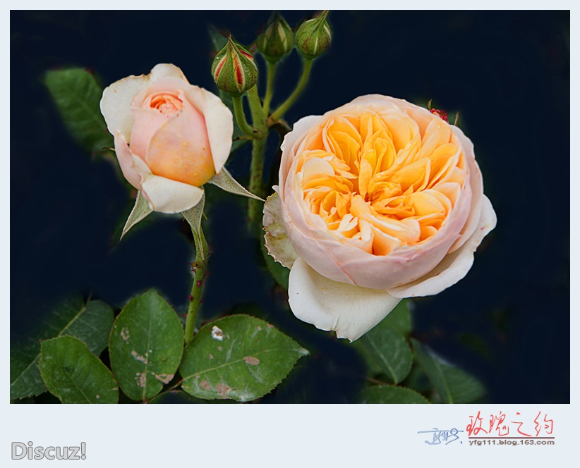 玫瑰之约——28.jpg
