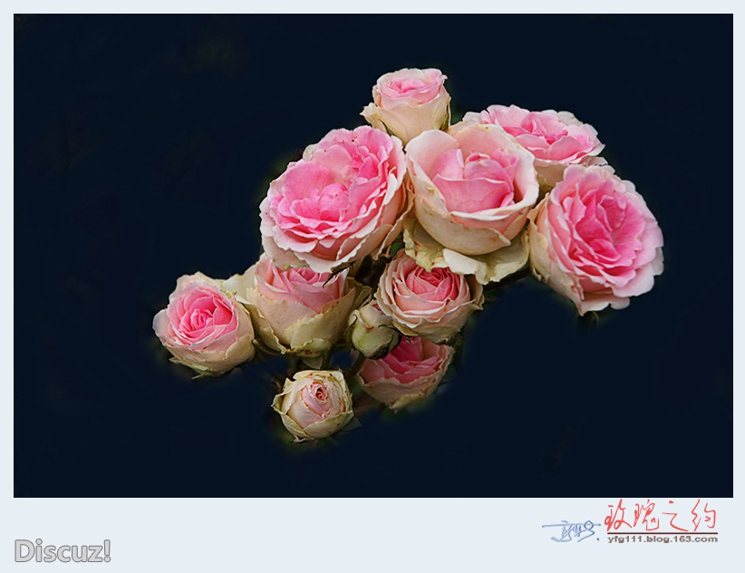 玫瑰之约——29.jpg