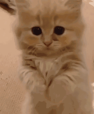 6a14bdb4gw1f4cjjjowbag208i0abe4e.gif