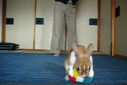 939c19fdjw1f315nkvi06g207804th80.gif