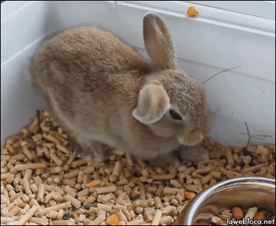 939c19fdjw1f315pfg3csg20b4093x6p.gif