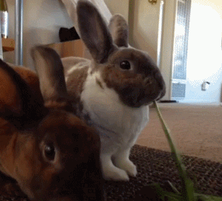 939c19fdjw1f315phxhl3g208q07wnpd.gif