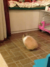 939c19fdjw1f315powglcg204o068u0x.gif
