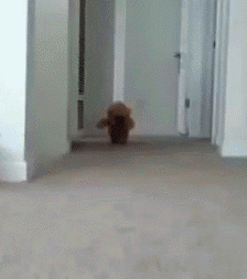 891fe3ddjw1f3zli8etjpg2068071b2b.gif
