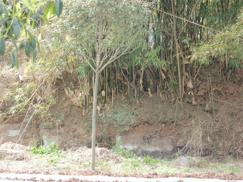 DSCI4546.jpg
