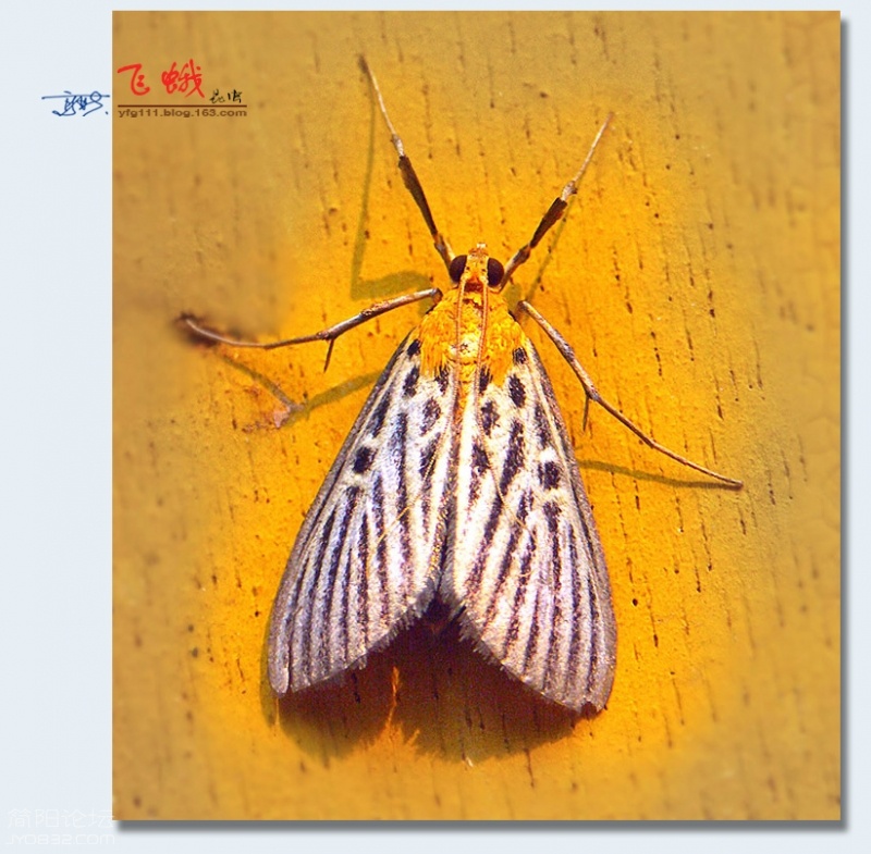 飞蛾（二）——03.jpg
