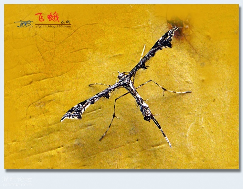 飞蛾（二）——07.jpg